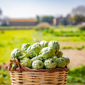 Fiesta de la alcachofa del Prat
